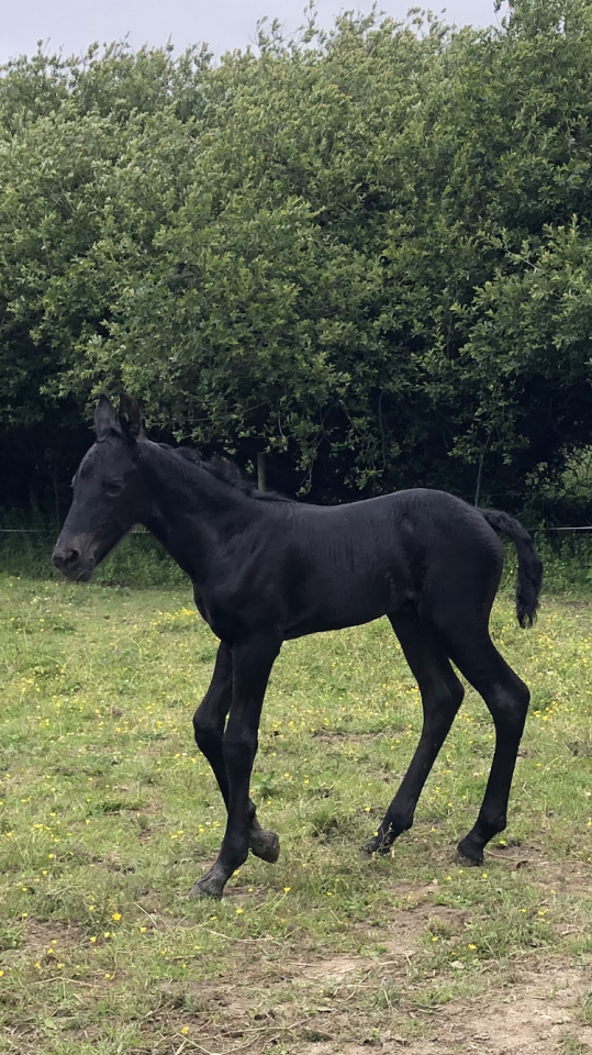 Puledra Frisone In vendita 2026 Nero ,  KEES 531