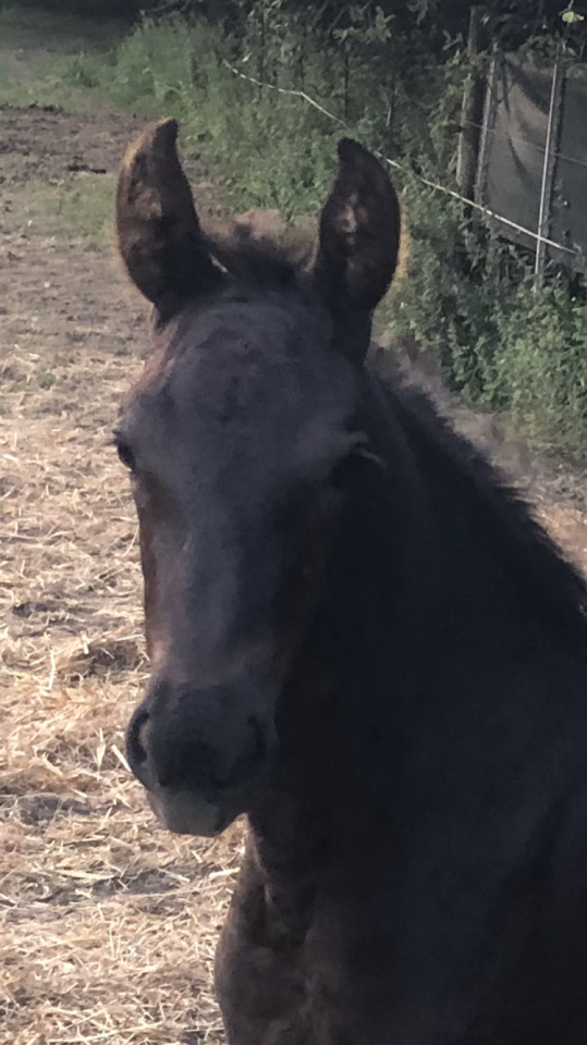 Puledra Frisone In vendita 2026 Nero ,  KEES 531