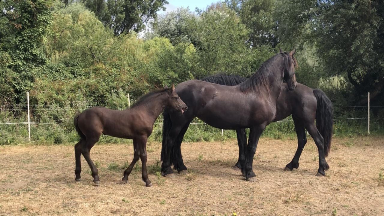 Puledra Frisone In vendita 2026 Nero ,  KEES 531