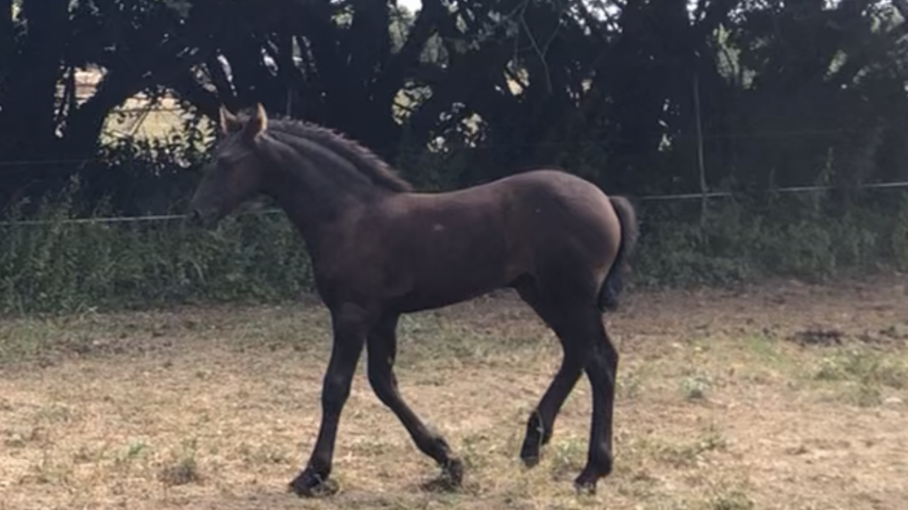 Puledra Frisone In vendita 2026 Nero ,  KEES 531