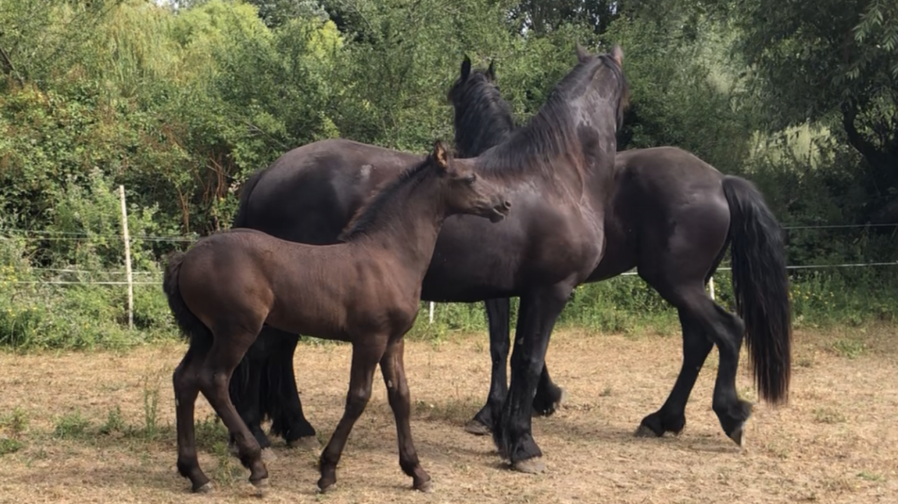 Puledra Frisone In vendita 2026 Nero ,  KEES 531