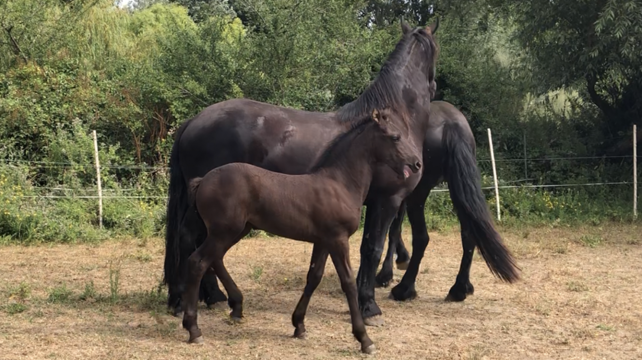 Puledra Frisone In vendita 2026 Nero ,  KEES 531