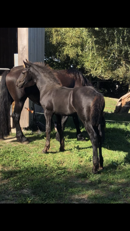 Puledra Frisone In vendita 2026 Nero ,  KEES 531
