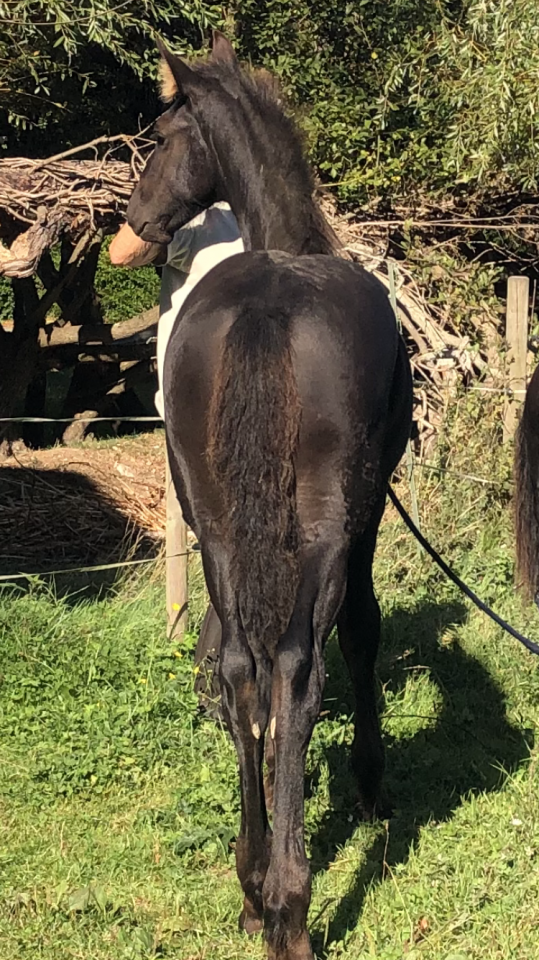Puledra Frisone In vendita 2026 Nero ,  KEES 531