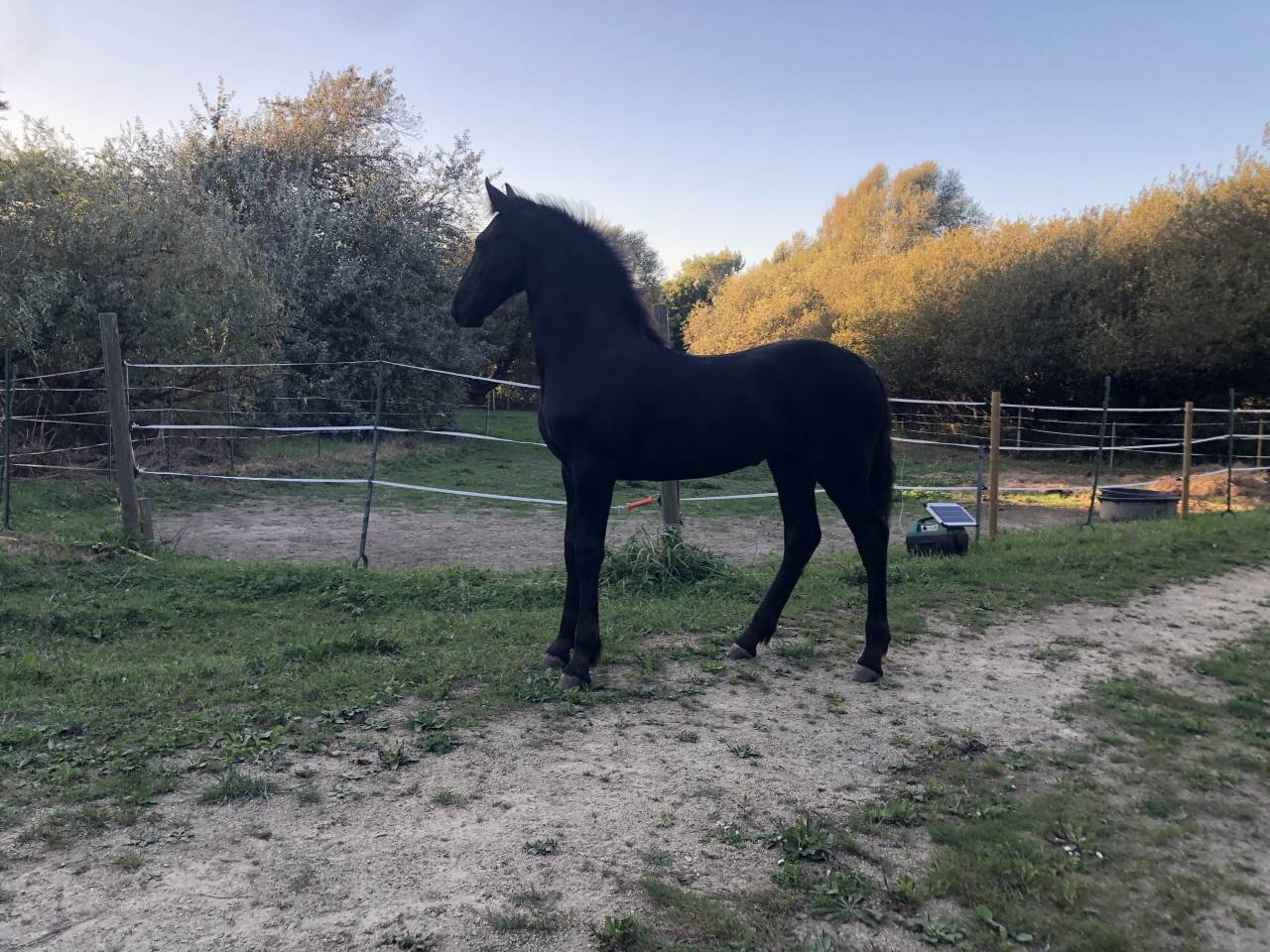Puledra Frisone In vendita 2026 Nero ,  KEES 531