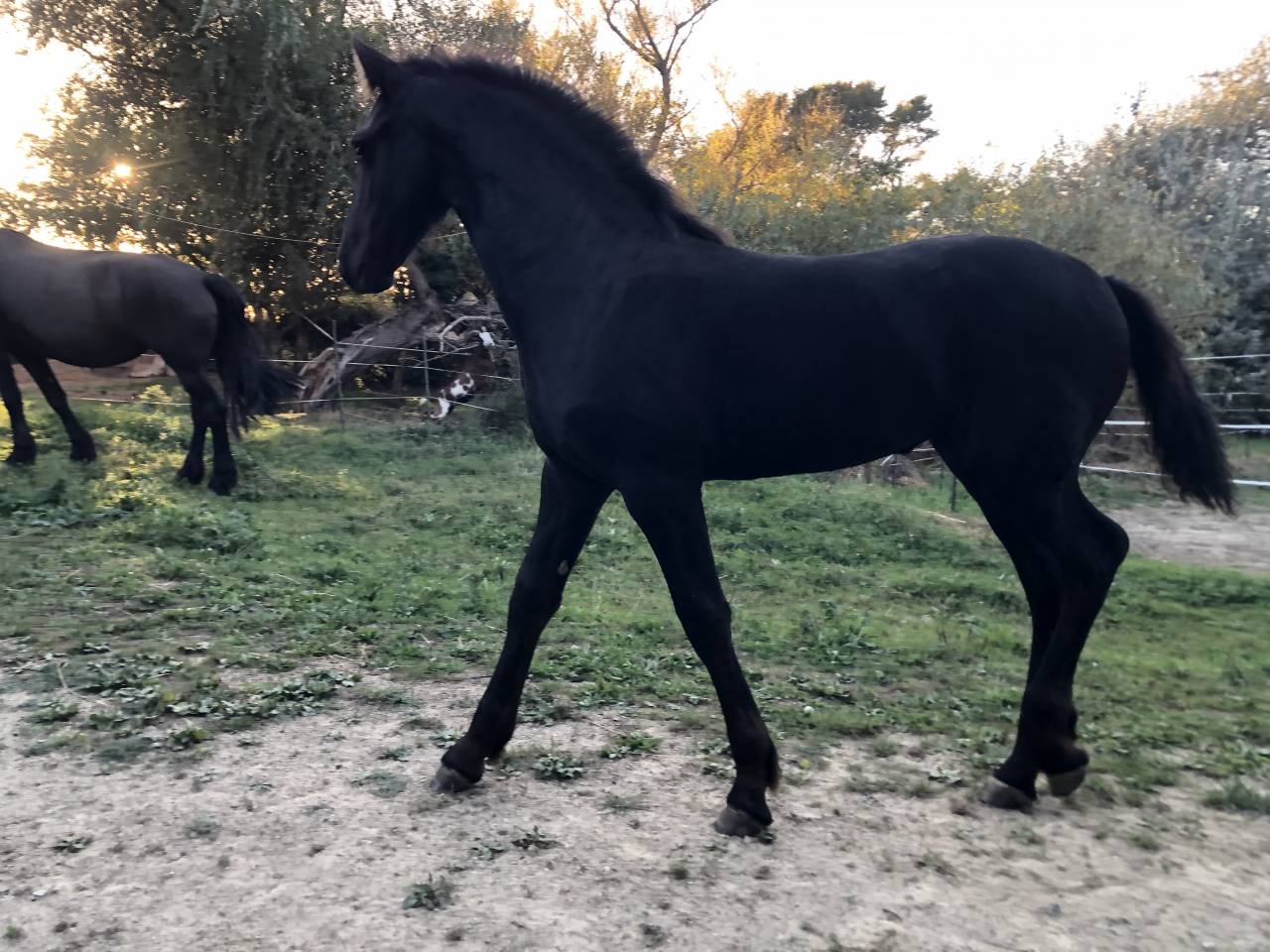 Puledra Frisone In vendita 2026 Nero ,  KEES 531