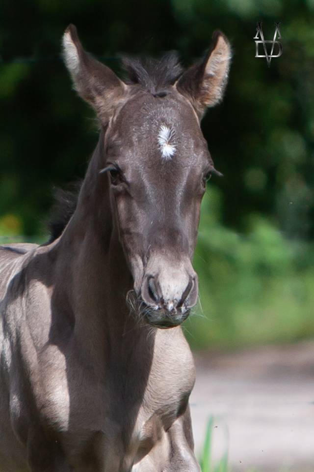Puledro PRE Andaluso In vendita 2026 Nero ,  Lucero