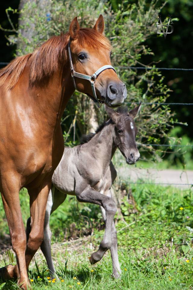 Puledro PRE Andaluso In vendita 2026 Nero ,  Lucero
