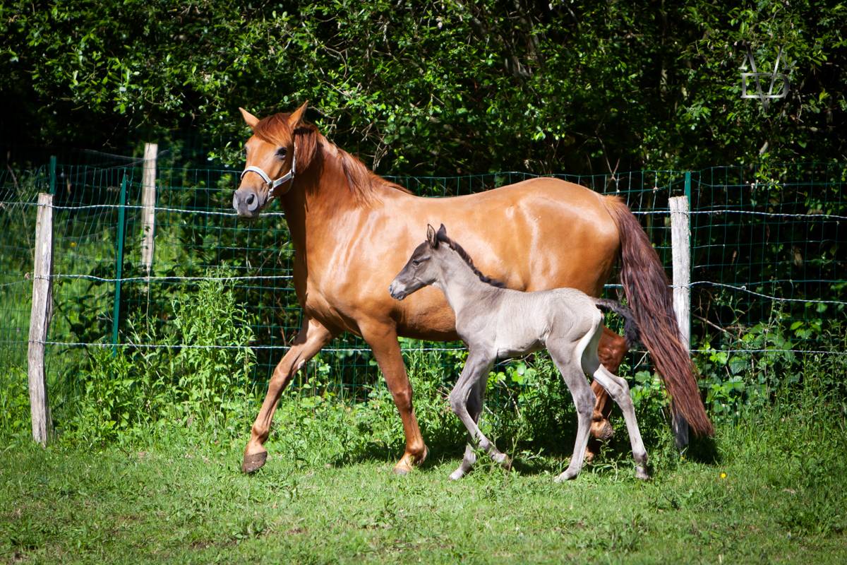 Puledro PRE Andaluso In vendita 2026 Nero ,  Lucero