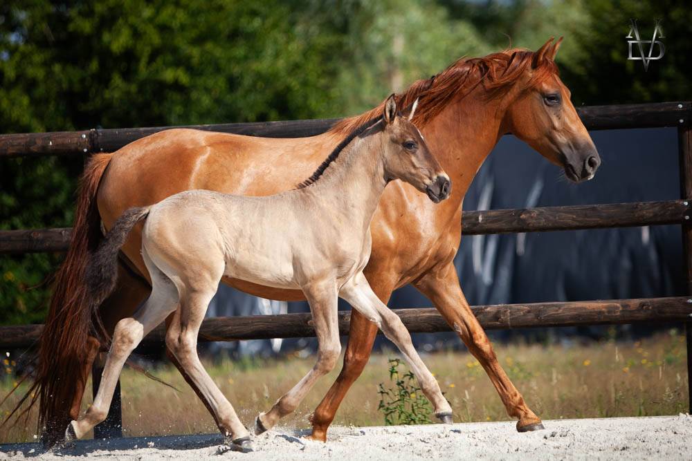 Puledro PRE Andaluso In vendita 2026 Nero ,  Lucero