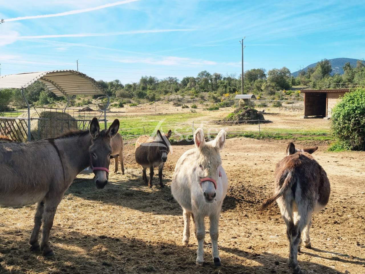Azienda agricola In vendita Gard