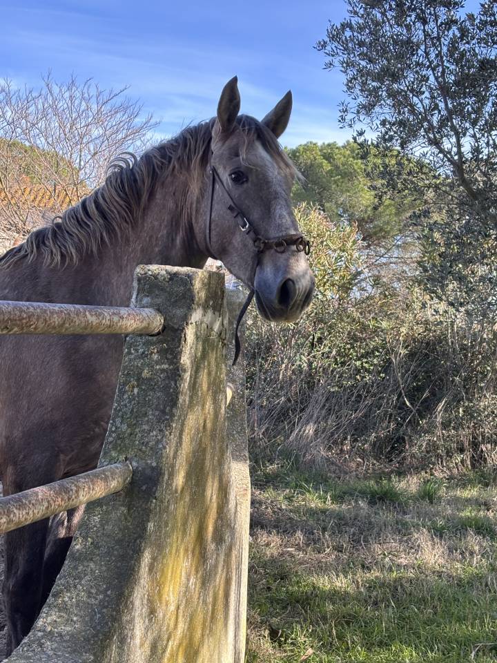 Intero Lusitano In vendita 2023 Grigio