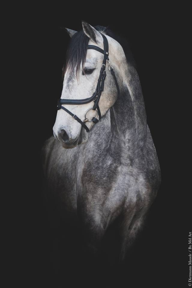 Castrone Lusitano In vendita 2021 Grigio