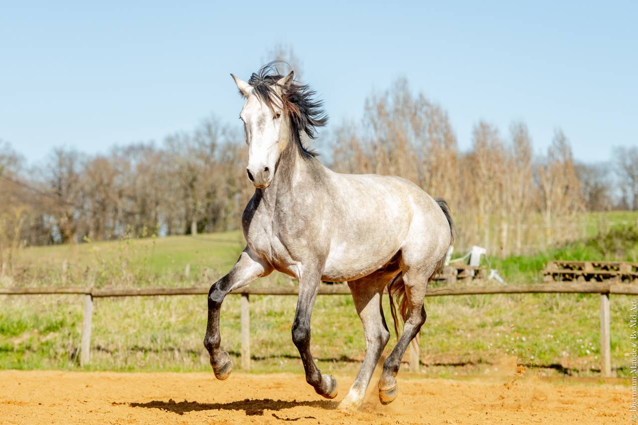 Castrone Lusitano In vendita 2021 Grigio