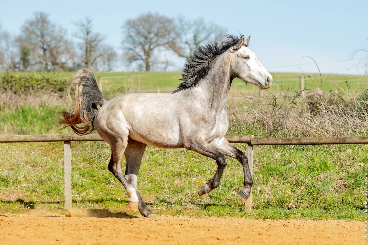 Castrone Lusitano In vendita 2021 Grigio