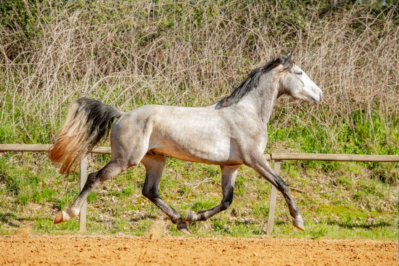 Castrone Lusitano In vendita 2021 Grigio