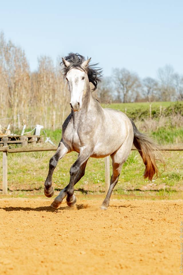Castrone Lusitano In vendita 2021 Grigio