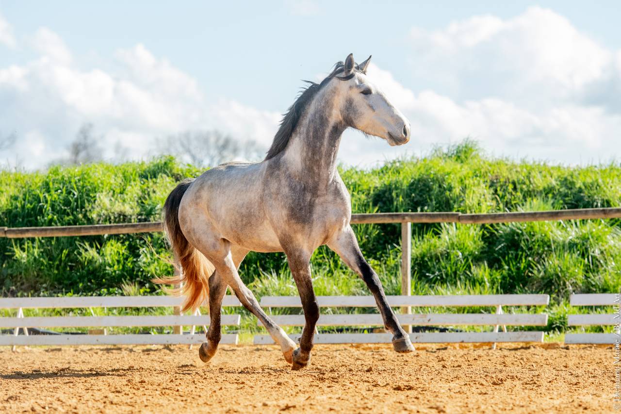 Castrone Lusitano In vendita 2021 Grigio
