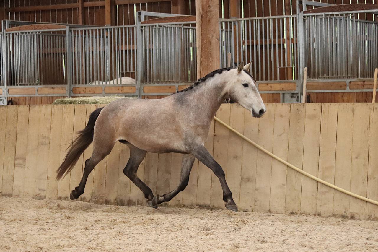 Cavalla Lusitano In vendita 2022 Grigio ,  MAGISTRAL DE LA COMBE