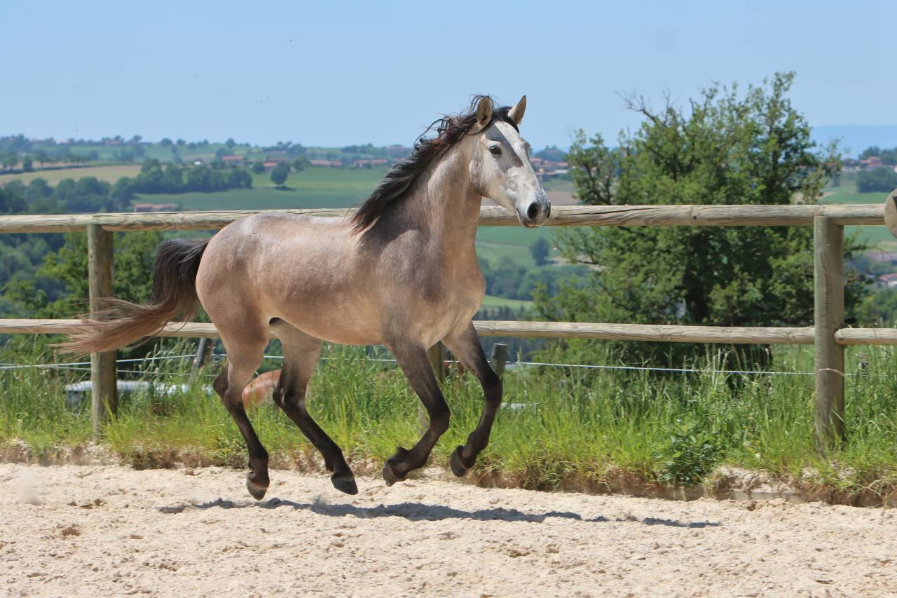 Cavalla Lusitano In vendita 2022 Grigio ,  MAGISTRAL DE LA COMBE