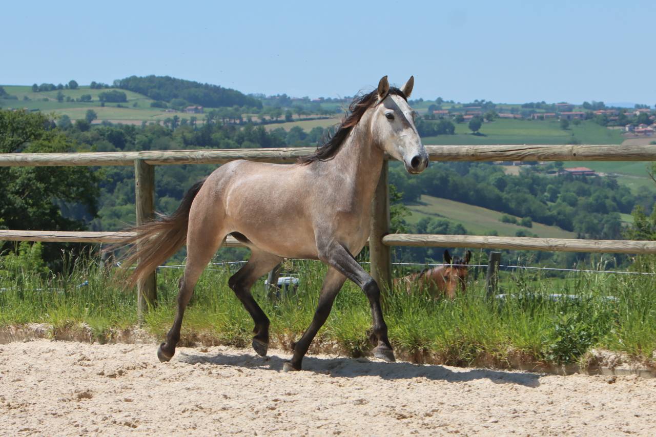 Cavalla Lusitano In vendita 2022 Grigio ,  MAGISTRAL DE LA COMBE