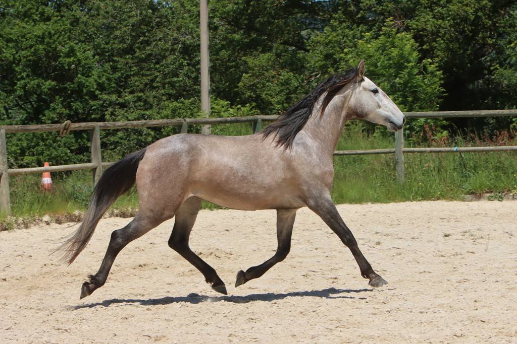 Cavalla Lusitano In vendita 2022 Grigio ,  MAGISTRAL DE LA COMBE