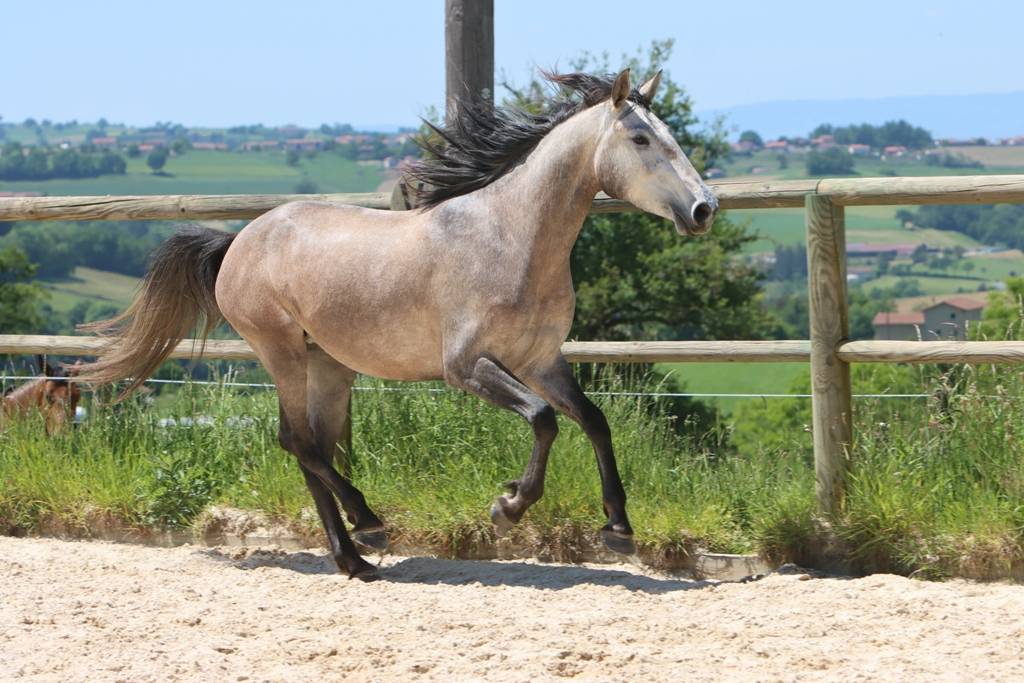 Cavalla Lusitano In vendita 2022 Grigio ,  MAGISTRAL DE LA COMBE