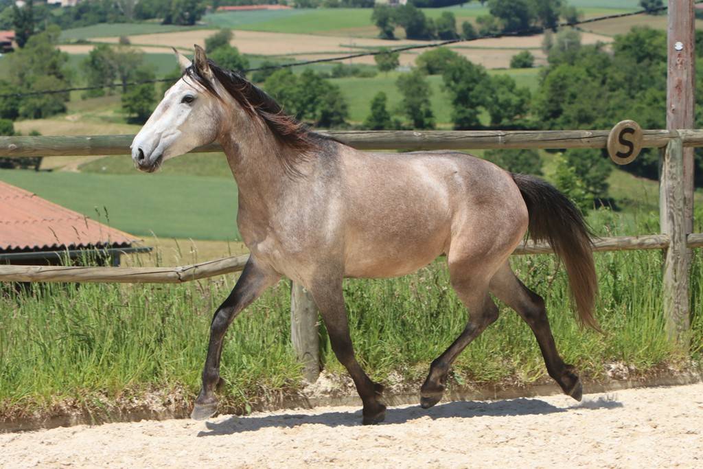 Cavalla Lusitano In vendita 2022 Grigio ,  MAGISTRAL DE LA COMBE
