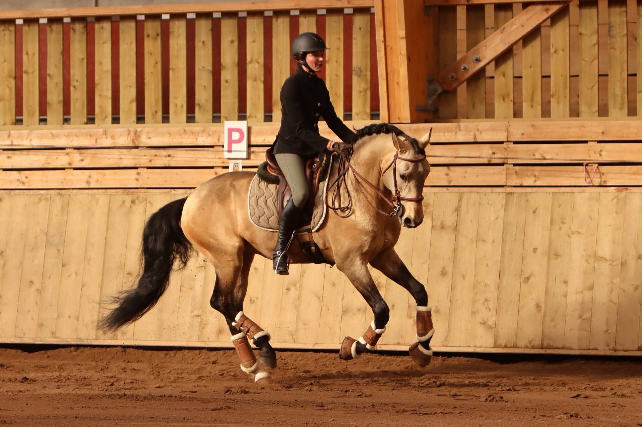 Cavalla Lusitano In vendita 2022 Grigio ,  MAGISTRAL DE LA COMBE