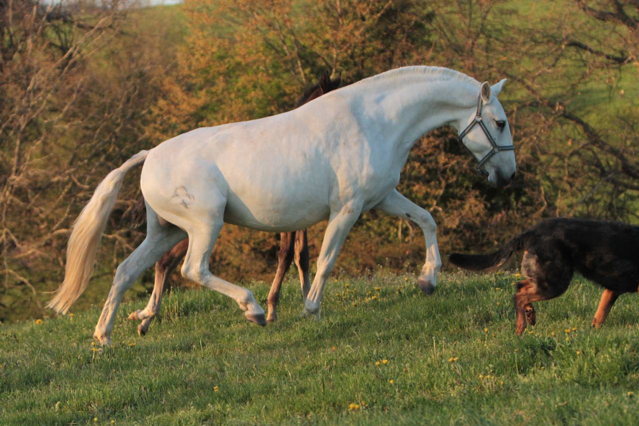Cavalla Lusitano In vendita 2022 Grigio ,  MAGISTRAL DE LA COMBE