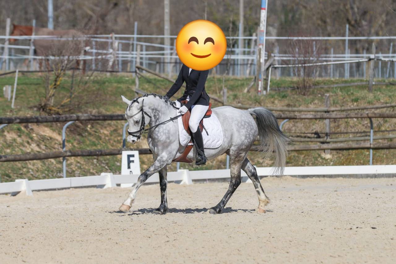 Castrone PFS Pony Francese da Sella In vendita 2018 Grigio ,  Up Market
