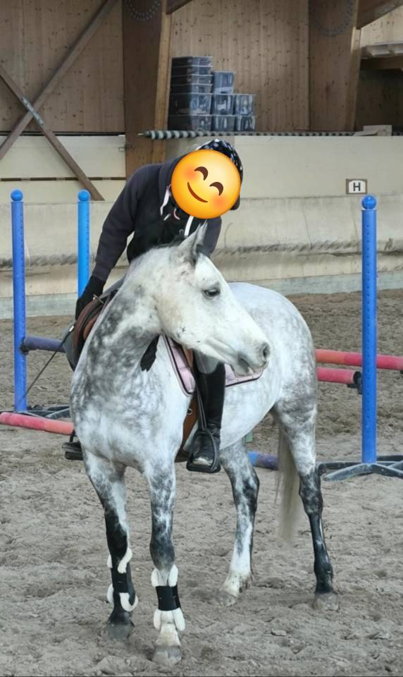 Castrone PFS Pony Francese da Sella In vendita 2018 Grigio ,  Up Market