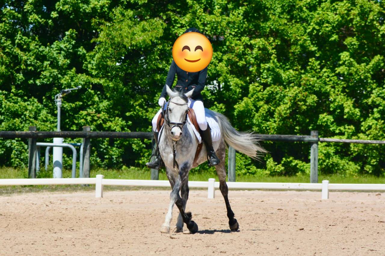 Castrone PFS Pony Francese da Sella In vendita 2018 Grigio ,  Up Market
