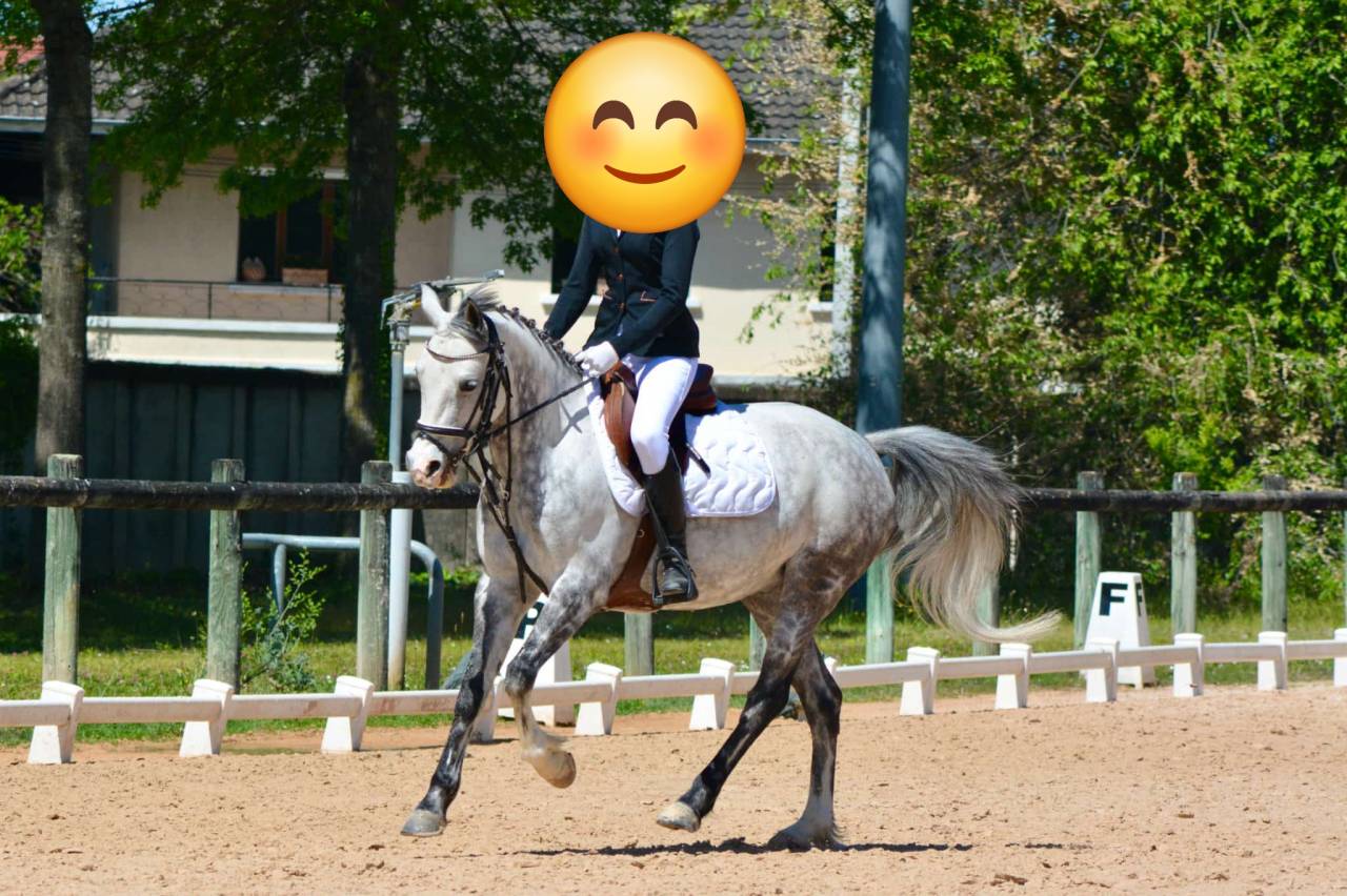 Castrone PFS Pony Francese da Sella In vendita 2018 Grigio ,  Up Market