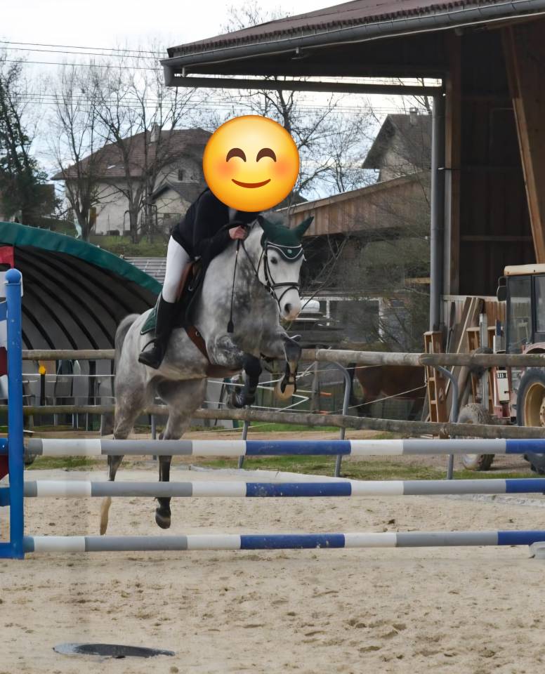 Castrone PFS Pony Francese da Sella In vendita 2018 Grigio ,  Up Market