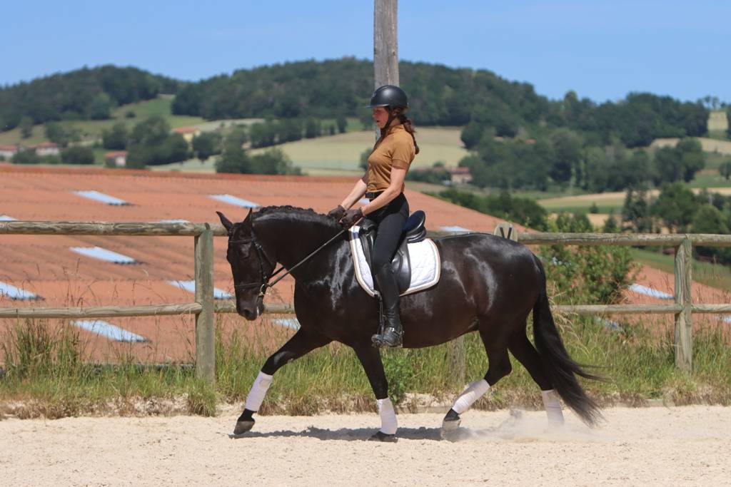 Cavalla PRE Andaluso In vendita 2017 Nero ,  TENORIO DE VERLIN