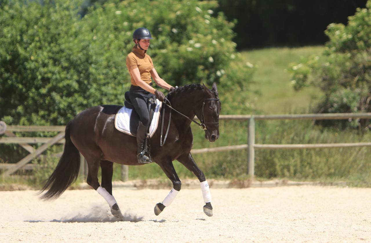 Cavalla PRE Andaluso In vendita 2017 Nero ,  TENORIO DE VERLIN