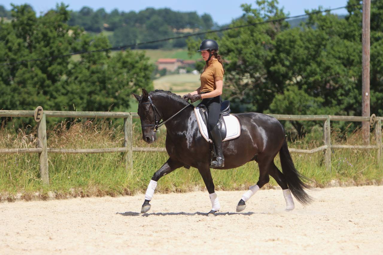 Cavalla PRE Andaluso In vendita 2017 Nero ,  TENORIO DE VERLIN