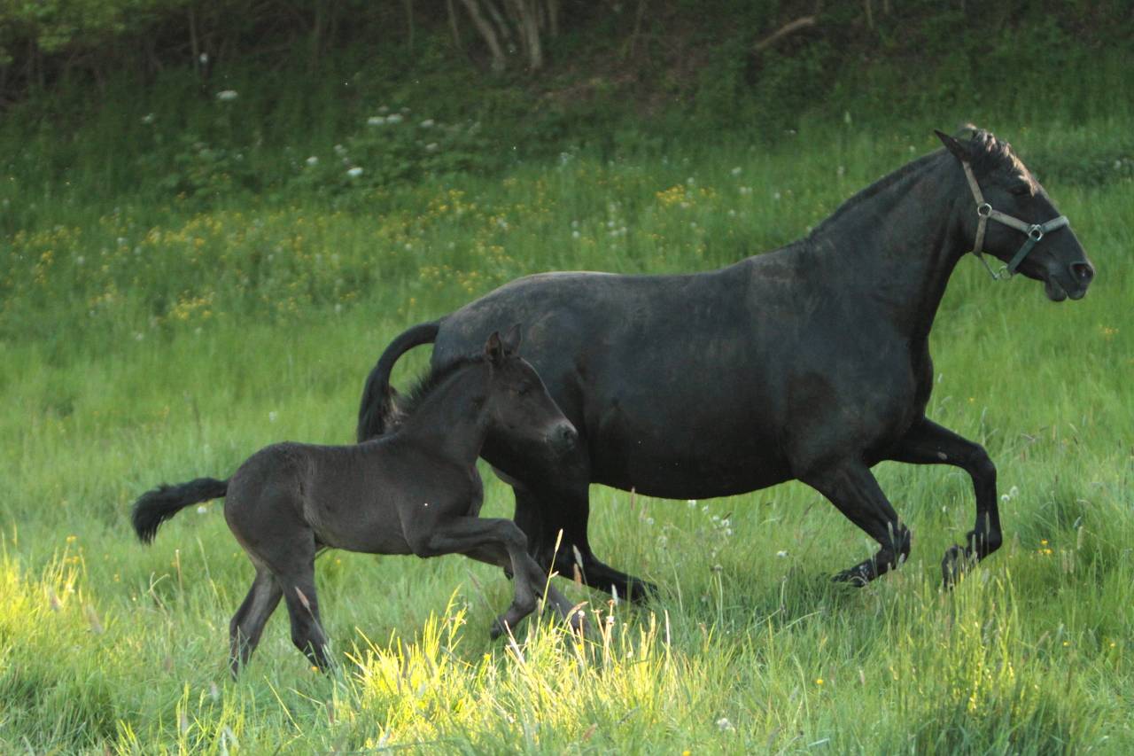 Cavalla PRE Andaluso In vendita 2017 Nero ,  TENORIO DE VERLIN