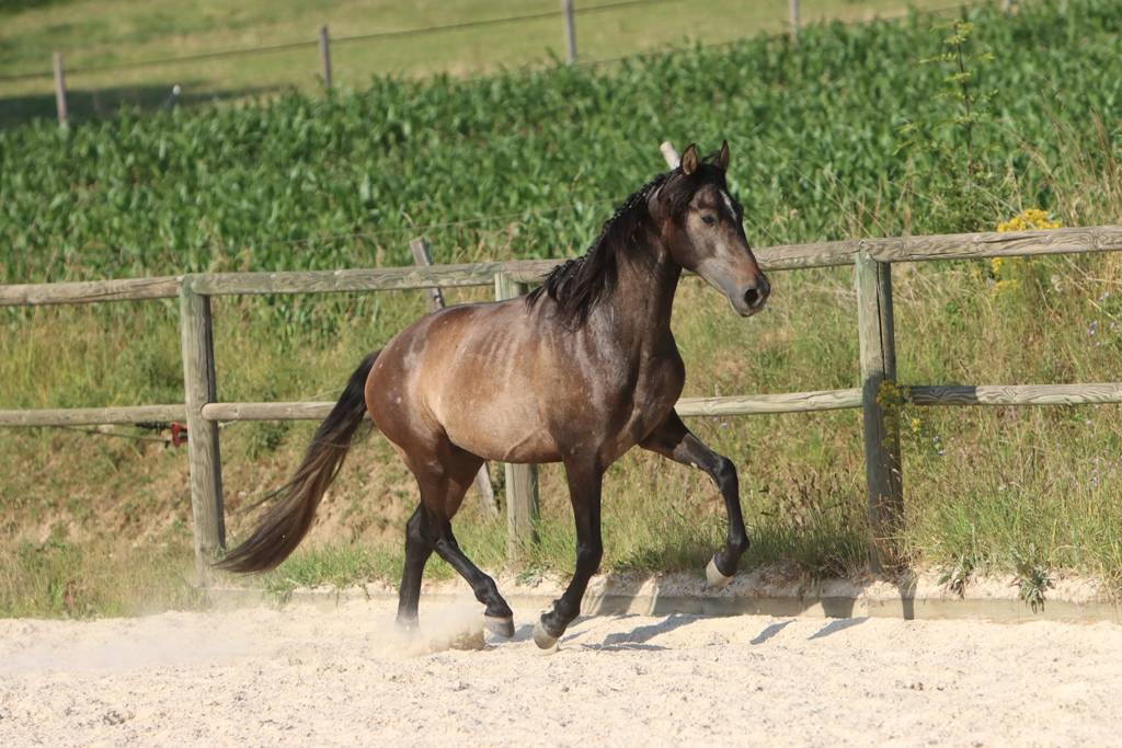 Intero PRE Andaluso In vendita 2023 Grigio ,  GUAPO DE LA COMBE