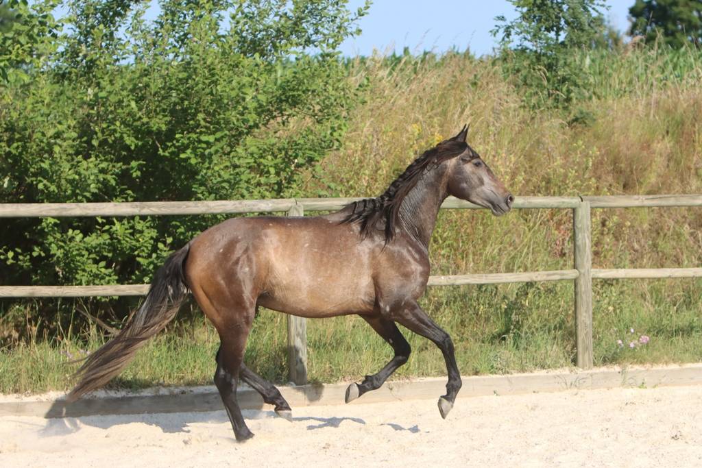 Intero PRE Andaluso In vendita 2023 Grigio ,  GUAPO DE LA COMBE