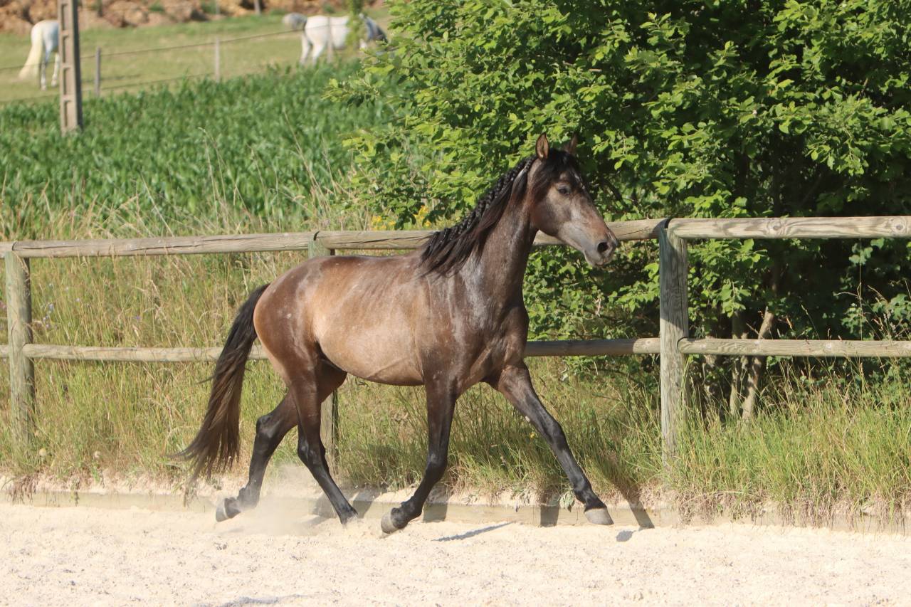 Intero PRE Andaluso In vendita 2023 Grigio ,  GUAPO DE LA COMBE
