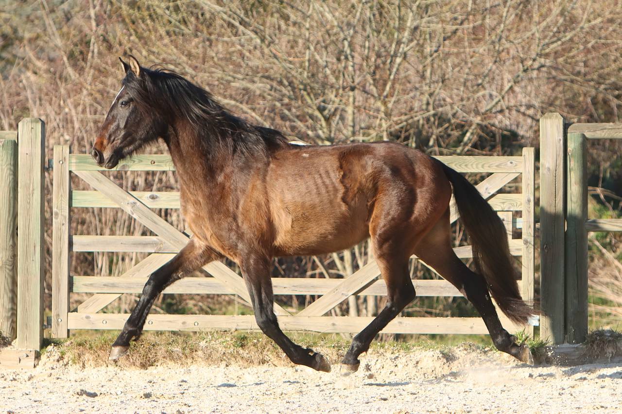 Intero PRE Andaluso In vendita 2023 Grigio ,  GUAPO DE LA COMBE