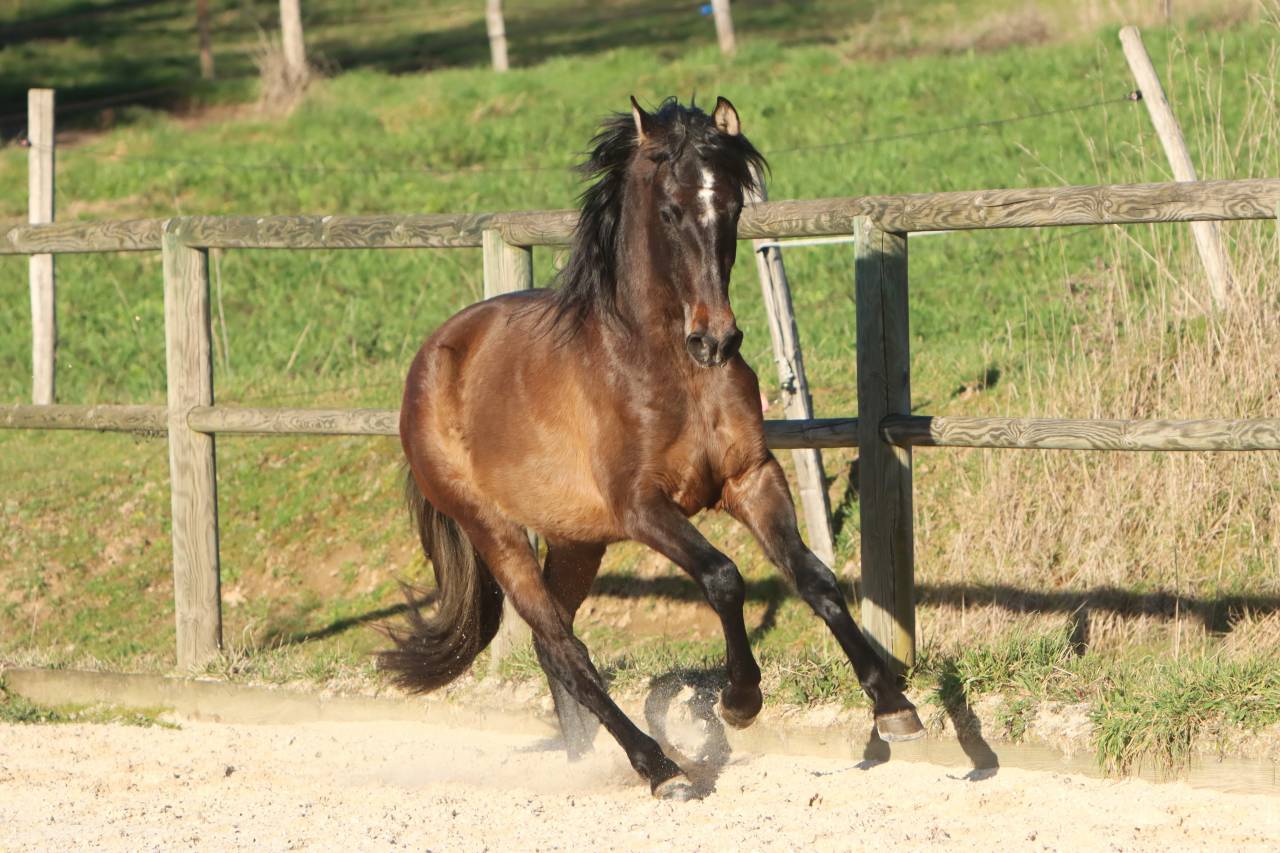 Intero PRE Andaluso In vendita 2023 Grigio ,  GUAPO DE LA COMBE
