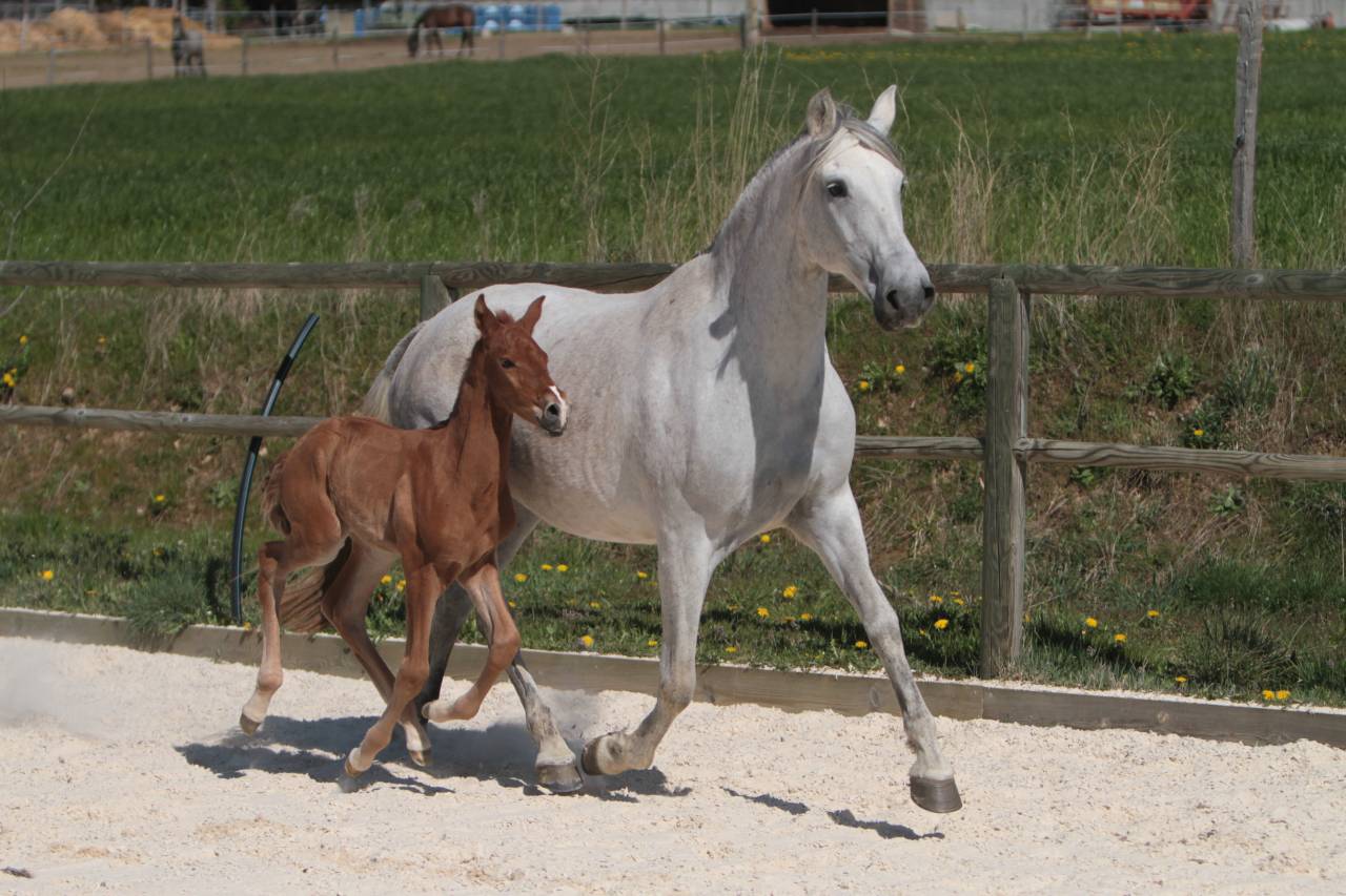 Intero PRE Andaluso In vendita 2023 Grigio ,  GUAPO DE LA COMBE