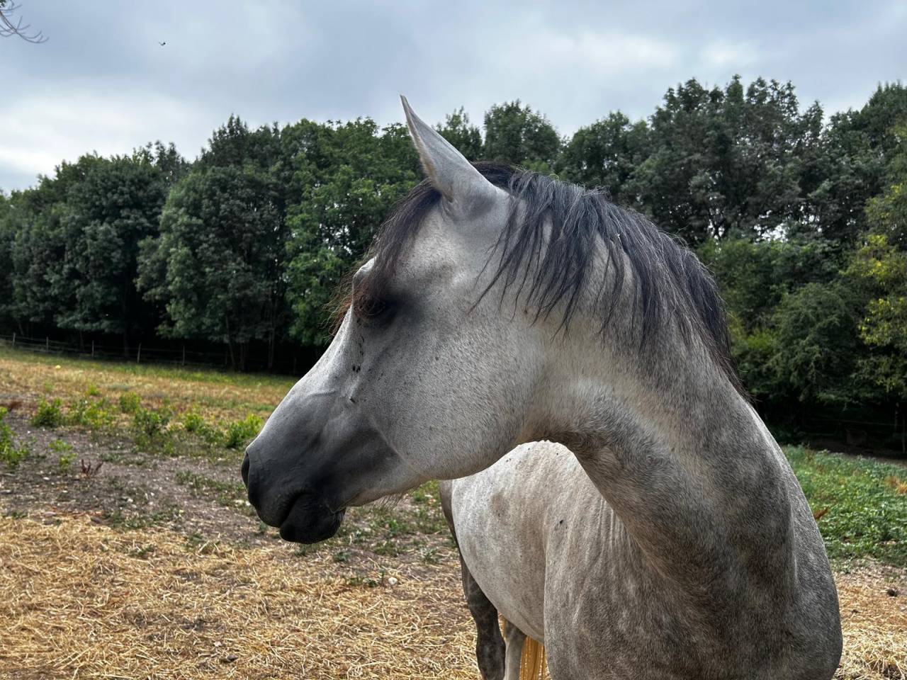 Intero Arabo In vendita 2021 Grigio ,  SAMIR DE CARRERE