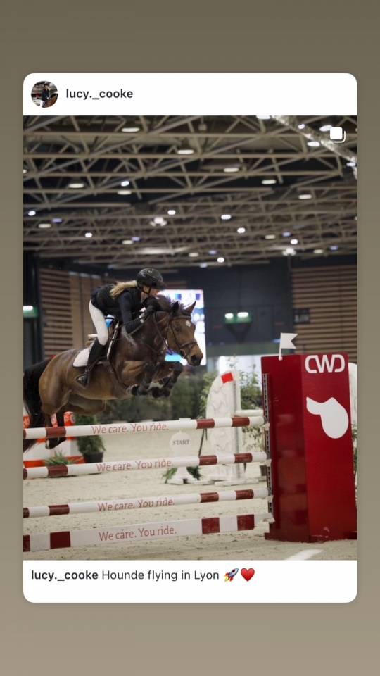 Cavalla PFS Pony Francese da Sella In vendita 2017 Baio