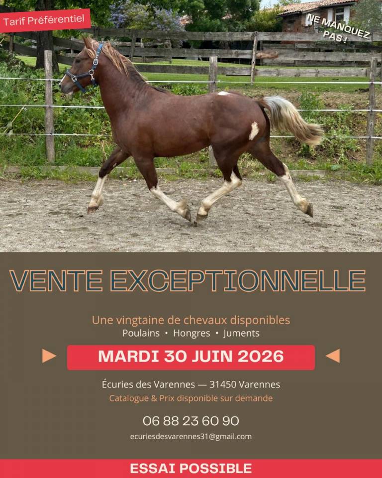 Cavalla Cob In vendita 2020 Baio