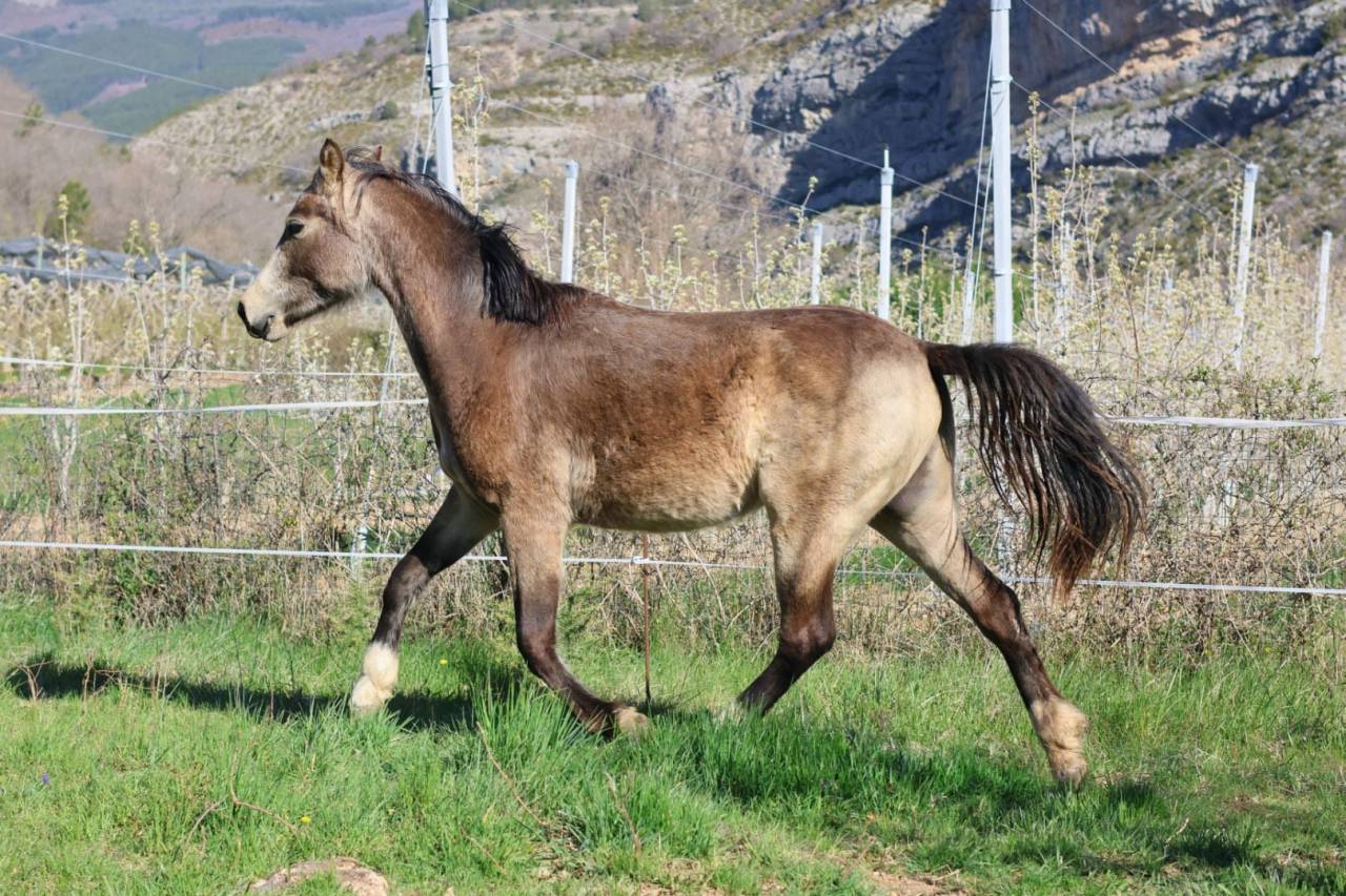 Cavalla PFS Pony Francese da Sella In vendita 2024 Isabella