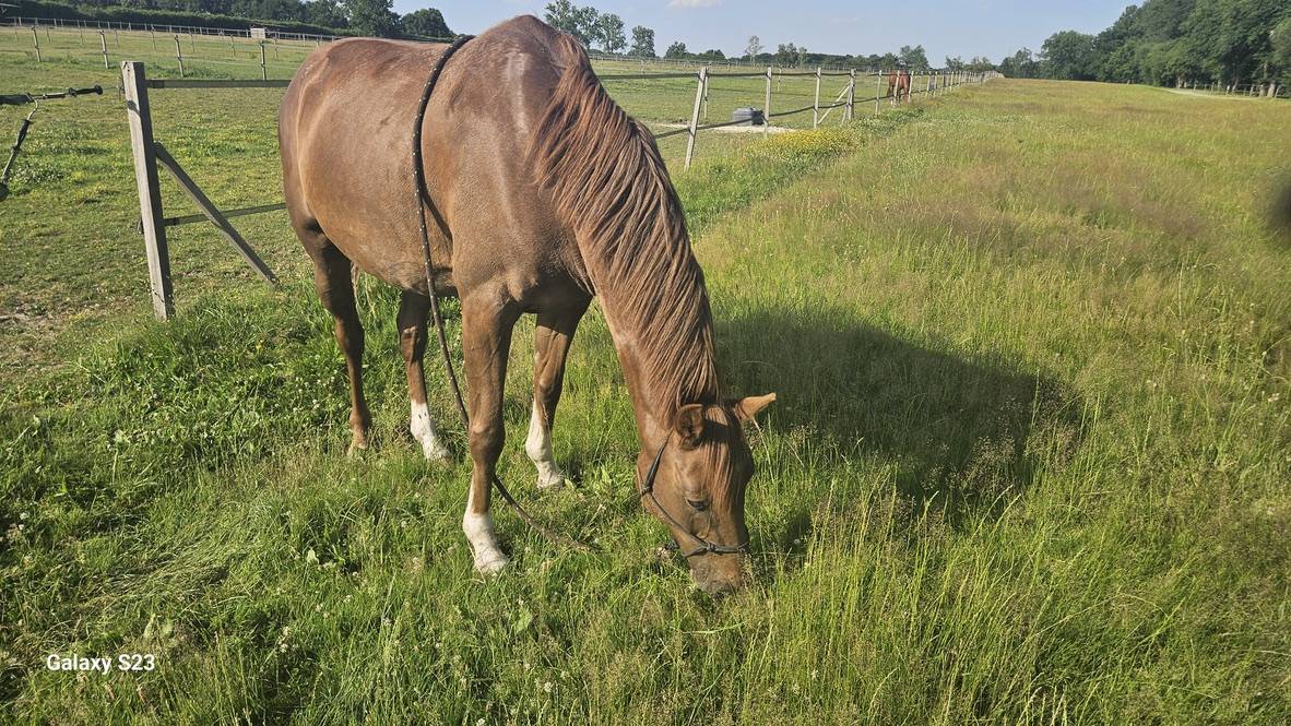 Cavalla Zangersheide In vendita 2018 Sauro brul&eacute; ,  Eldorado de hus